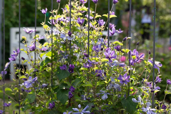 Lilac Clematis Trellis Landscape Design — Stock Photo, Image