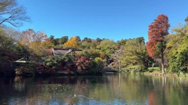 Inokashira Park Autumn leaves, Japan Tokyo 2024