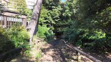 Inokashira Park Autumn leaves, Japan Tokyo 2024