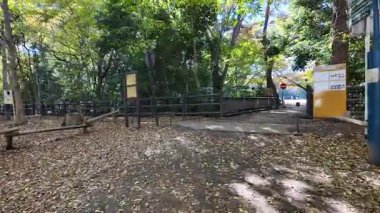 Inokashira Park Autumn leaves, Japan Tokyo 2024