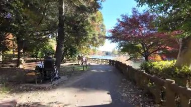 Inokashira Park Autumn leaves, Japan Tokyo 2024