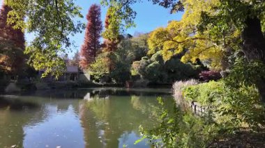 Inokashira Park Autumn leaves, Japan Tokyo 2024