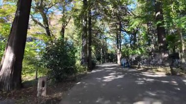 Inokashira Park Autumn leaves, Japan Tokyo 2024