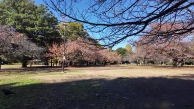 Inokashira Park Autumn leaves, Japan Tokyo 2024