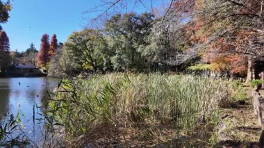 Inokashira Park Autumn leaves, Japan Tokyo 2024