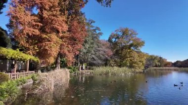 Inokashira Park Autumn leaves, Japan Tokyo 2024