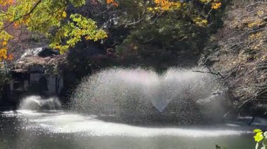 Inokashira Park Autumn leaves, Japan Tokyo 2024