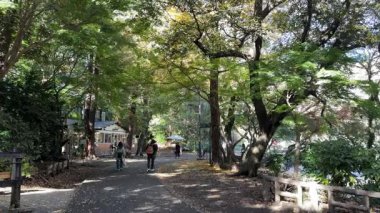 Inokashira Park Autumn leaves, Japan Tokyo 2024