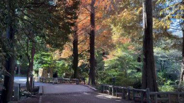 Inokashira Park Autumn leaves, Japan Tokyo 2024