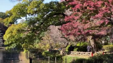 Inokashira Park Autumn leaves, Japan Tokyo 2024