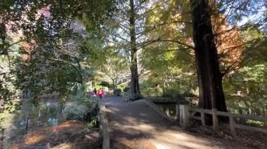 Inokashira Park Autumn leaves, Japan Tokyo 2024