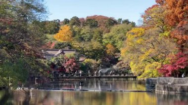 Inokashira Park Autumn leaves, Japan Tokyo 2024