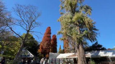 Inokashira Park Autumn leaves, Japan Tokyo 2024