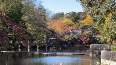 Inokashira Park Autumn leaves, Japan Tokyo 2024
