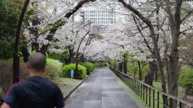 Sarue Onshi Park Kiraz Çiçekleri, Japonya Tokyo 2025