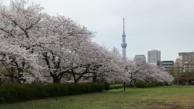 Sarue Onshi Park Kiraz Çiçekleri, Japonya Tokyo 2025