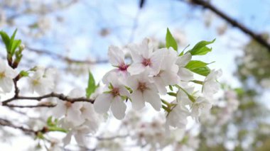 Sarue Onshi Park Kiraz Çiçekleri, Japonya Tokyo 2025