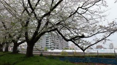 Sarue Onshi Park Kiraz Çiçekleri, Japonya Tokyo 2025