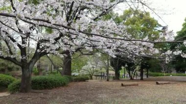 Sarue Onshi Park Kiraz Çiçekleri, Japonya Tokyo 2025