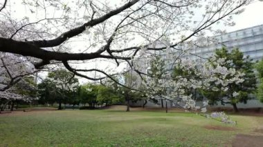 Sarue Onshi Park Kiraz Çiçekleri, Japonya Tokyo 2025