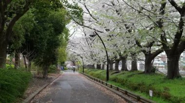 Sarue Onshi Park Kiraz Çiçekleri, Japonya Tokyo 2025