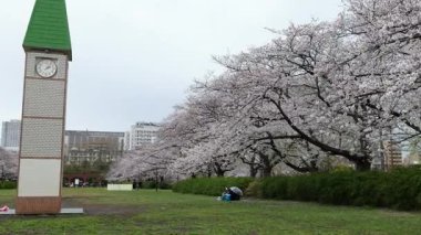 Sarue Onshi Park Kiraz Çiçekleri, Japonya Tokyo 2025