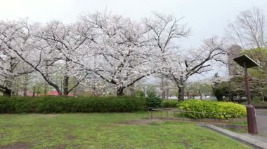 Sarue Onshi Park Kiraz Çiçekleri, Japonya Tokyo 2025