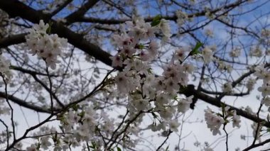 Sarue Onshi Park Kiraz Çiçekleri, Japonya Tokyo 2025