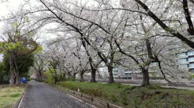 Sarue Onshi Park Kiraz Çiçekleri, Japonya Tokyo 2025