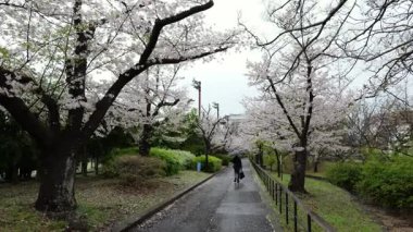 Sarue Onshi Park Kiraz Çiçekleri, Japonya Tokyo 2025