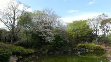 Sarue Onshi Park Kiraz Çiçekleri, Japonya Tokyo 2025