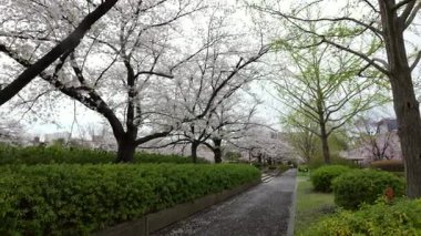 Sarue Onshi Park Kiraz Çiçekleri, Japonya Tokyo 2025