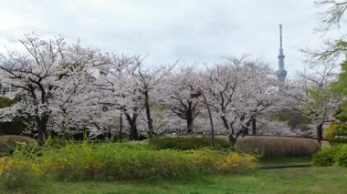 Sarue Onshi Park Kiraz Çiçekleri, Japonya Tokyo 2025