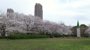 Sarue Onshi Park Kiraz Çiçekleri, Japonya Tokyo 2025