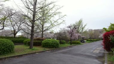 Sarue Onshi Park Kiraz Çiçekleri, Japonya Tokyo 2025