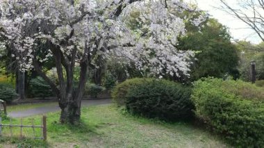 Sarue Onshi Park Kiraz Çiçekleri, Japonya Tokyo 2025