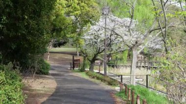 Sarue Onshi Park Kiraz Çiçekleri, Japonya Tokyo 2025