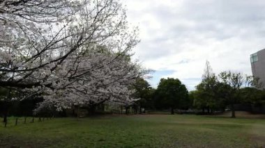 Sarue Onshi Park Kiraz Çiçekleri, Japonya Tokyo 2025