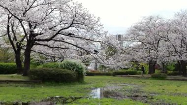 Sarue Onshi Park Kiraz Çiçekleri, Japonya Tokyo 2025