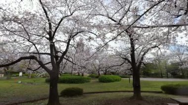 Sarue Onshi Park Kiraz Çiçekleri, Japonya Tokyo 2025