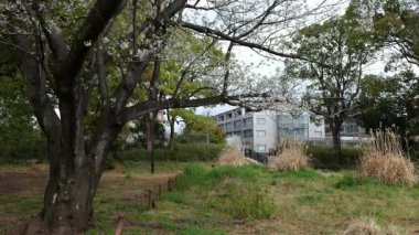 Sarue Onshi Park Kiraz Çiçekleri, Japonya Tokyo 2025