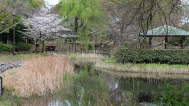 Sarue Onshi Park Kiraz Çiçekleri, Japonya Tokyo 2025