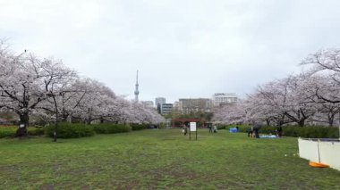 Sarue Onshi Park Kiraz Çiçekleri, Japonya Tokyo 2025