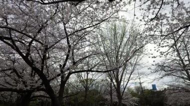 Sarue Onshi Park Kiraz Çiçekleri, Japonya Tokyo 2025