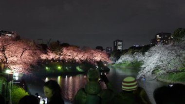 Tokyo Chidorigafuchi Kiraz Çiçeği Gece Manzarası 2025