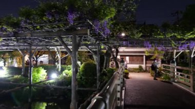 Kameido Tenjin Gece Çiçeği Japonya 'da 2025