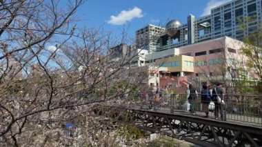 Odaiba Sahil Parkı Kiraz Çiçekleri, Japonya Tokyo 2025