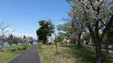 Odaiba Sahil Parkı Kiraz Çiçekleri, Japonya Tokyo 2025