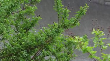 Şiddetli yağmur ve yapraklar, Japonya Tokyo