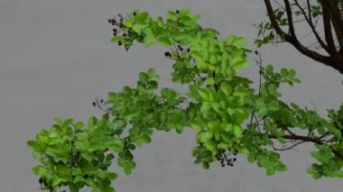 Şiddetli yağmur ve yapraklar, Japonya Tokyo